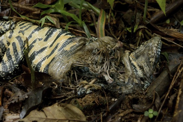 Lizard Died, Nature, Serra do Mar State park, Núcleo Santa Virgínia, São Paulo, Brazil