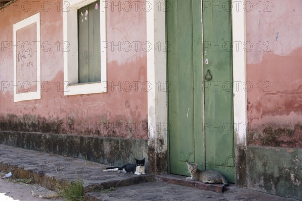 Cats, House, Alcântara, Maranhão, Brazil