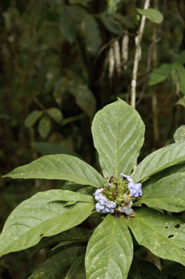 Plant, Flower, Serra do Mar State park, Núcleo Santa Virgínia, São Paulo, Brazil