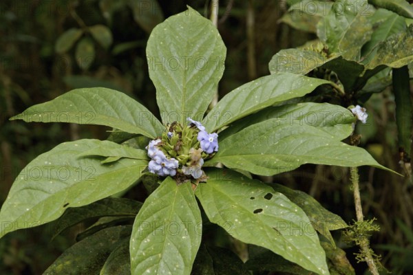 Plant, Flower, Serra do Mar State park, Núcleo Santa Virgínia, São Paulo, Brazil