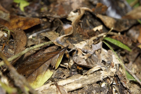 Animal, Toad-ox, Serra do Mar State park, Núcleo Santa Virgínia, São Paulo, Brazil