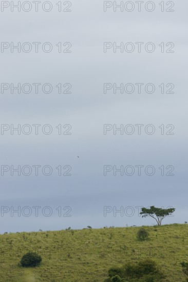 Landscape, Nature, 29/12/2009, São Luís do Paraitinga, São Paulo, Brazil