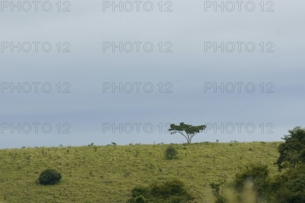 Landscape, Nature, 29/12/2009, São Luís do Paraitinga, São Paulo, Brazil