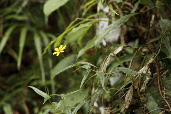 Forest, Flower, Serra do Mar State park, Núcleo Santa Virgínia, São Paulo, Brazil