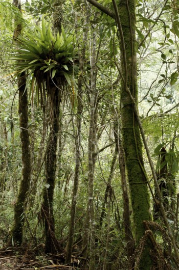 Forest, Nature, Serra do Mar State park, Núcleo Santa Virgínia, São Paulo, Brazil
