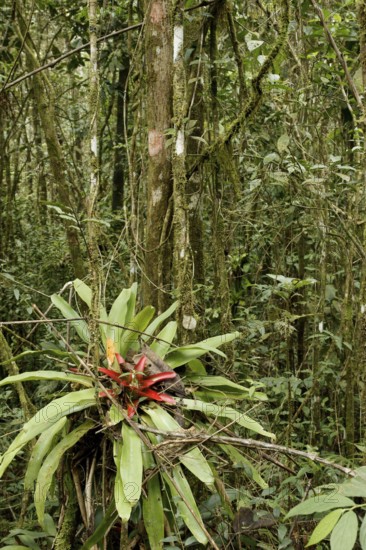Plant, Bromélia, Serra do Mar State park, Núcleo Santa Virgínia, São Paulo, Brazil