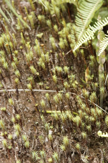 Plants, Nature, Serra do Mar State park, Núcleo Santa Virgínia, São Paulo, Brazil