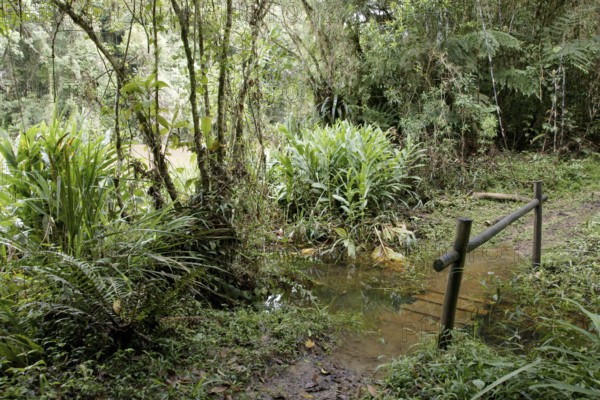 Forest, Nature, Serra do Mar State park, Núcleo Santa Virgínia, São Paulo, Brazil