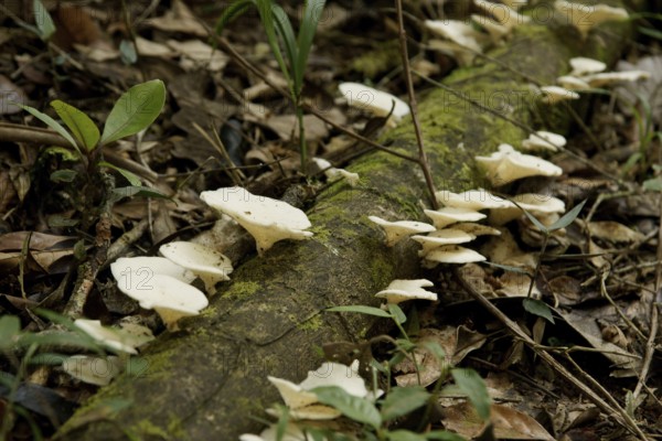 Mushrooms in Trunk of Tree, Serra do Mar State park, Núcleo Santa Virgínia, São Paulo, Brazil