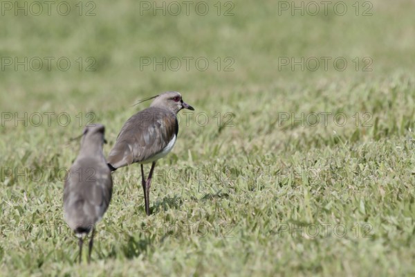 Ave, Want-want, São Paulo, Brazil