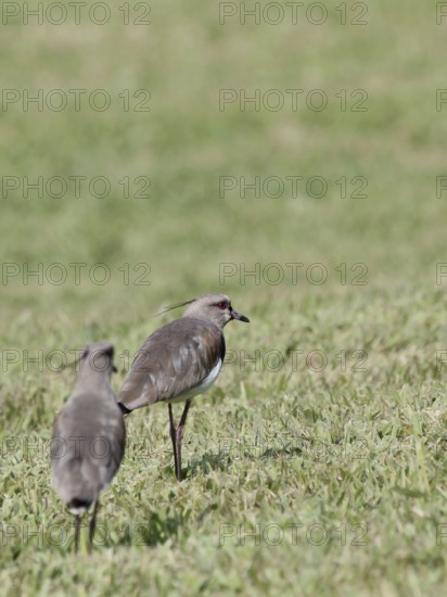 Ave, Want-want, São Paulo, Brazil