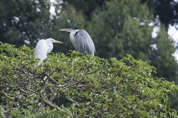 Heron, São Paulo, Brazil