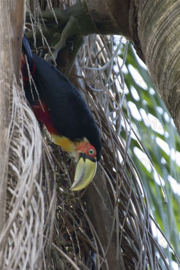 Ave, Toucan, São Paulo, Brazil