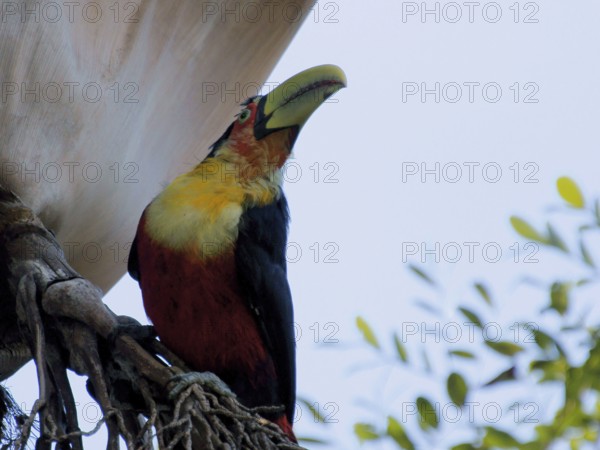 Ave, Toucan, São Paulo, Brazil