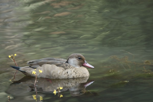 Duck, Foot-red, São Paulo, Brazil