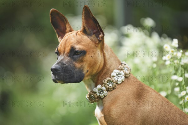 Brown dog wearing flower paracord collar on meadow