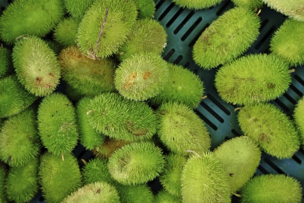 Top view of Momordica dioica, commonly known as spiny gourd or spine gourd