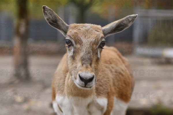 Portrait of female Blackbuck antelope