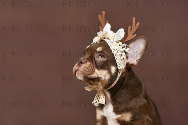 Portrait of Mocca Tan colored French Bulldog puppy with reindeer antlers on brown background