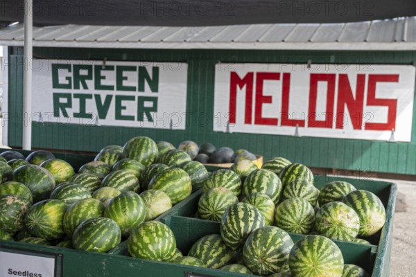 Green River, Utah - Vetere Melons for sale at a roadside stand. Green River is famous for its melons, grown at farms lining the Green River