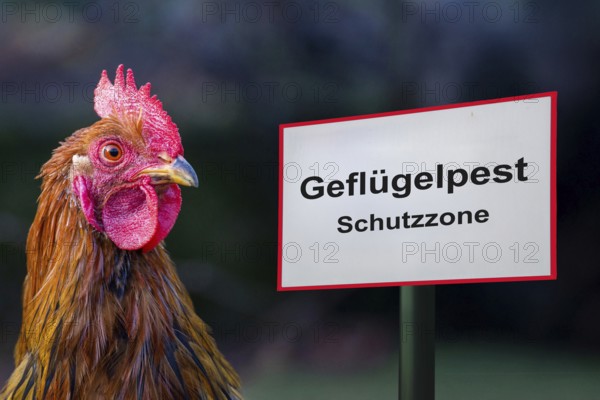(photo montage) Sign with the inscription AVIAN INFLUENZA PROTECTION ZONE next to a rooster