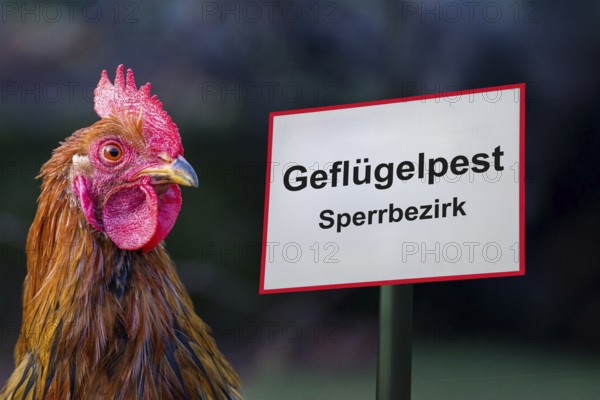 (photo montage) Sign with the inscription AVIAN INFLUENZA BLOCKED DISTRICT next to a rooster