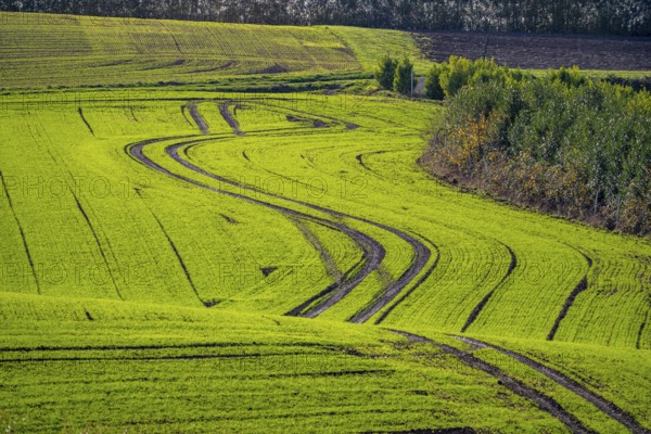 Traces of tractors in a freshly tilled field, first growth of winter grain, near Ratingen, North Rhine-Westphalia, Germany