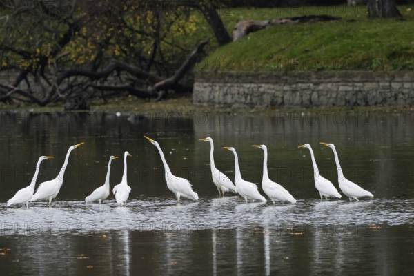 A group of great egrets (Ardea alba) stands in the water of a lake, surrounded by autumn landscape and greenery, Hesse, Germany