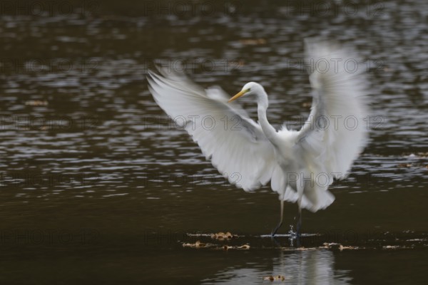 A great egret (Ardea alba) landing on water with wide-stretched wings in a flowing movement, Hesse, Germany