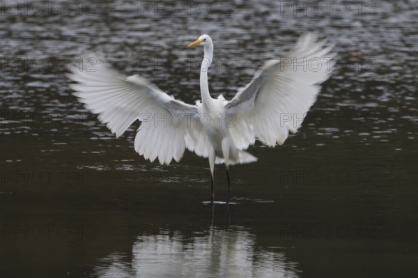 A great egret (Ardea alba) with majestically spread wings, landing in water, Hesse, Germany