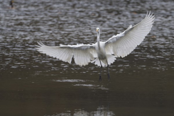 A great egret (Ardea alba) with spread wings flying over calm water, landing approach, Hesse, Germany