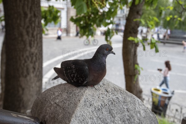 Dove sitting on a stone railing above Prešeren Square, Ljubljana, Slovenia