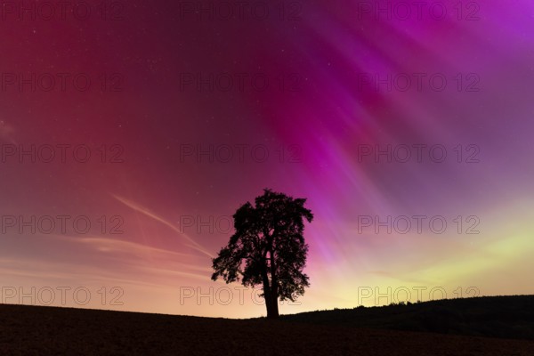 A solitary pear tree at night with aurora borealis. Rhein-Neckar District, Baden-Württemberg, Germany