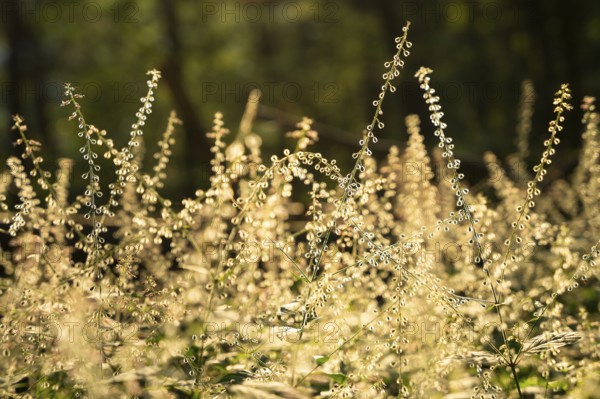 Large witchweed (Circaea lutetiana), faded inflorescences with fruit, backlight at the golden hour