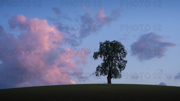 A solitary pear tree in a field, evening, sunset, eye-catching cloudy sky. Rhein-Neckar District, Baden-Württemberg, Germany