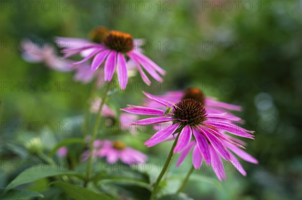 Pink flowers of a coneflower (Echinachea purpurea) in a garden. On the right flower a small green grasshopper