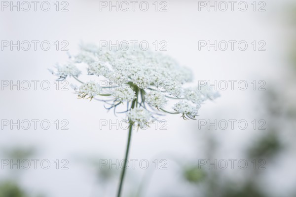White flower of a wild carrot (Daucus carota) against a light background