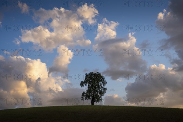 A solitary pear tree in a field, in the evening, eye-catching cloudy sky. Rhein-Neckar District, Baden-Württemberg, Germany