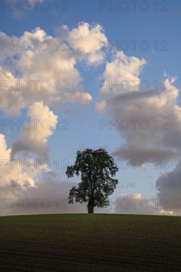 A solitary pear tree in a field, in the evening, eye-catching cloudy sky. Rhein-Neckar District, Baden-Württemberg, Germany