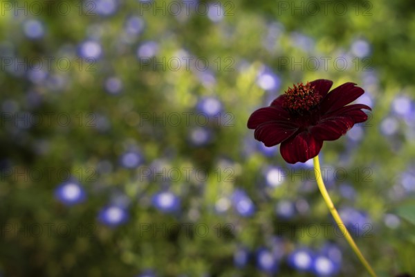 Dark red flower of a chocolate cosmetic (Cosmos atrosanguineus), also chocolate flower, in the garden. In the background, blue and white lobelia