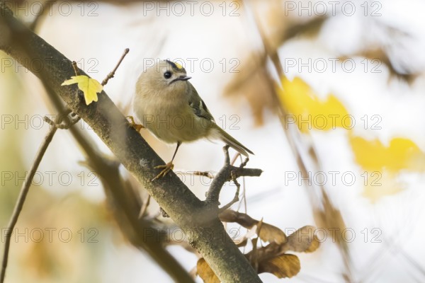 A winter golden chicken (Regulus regulus) sits on a branch in a backdrop of yellow leaves and soft autumn lighting, Hesse, Germany