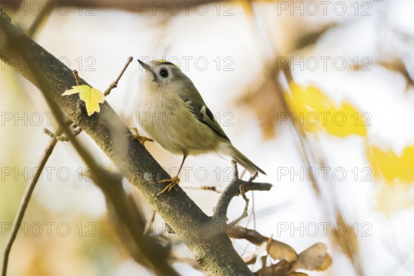 A winter golden chicken (Regulus regulus) stands on a branch surrounded by yellow leaves, flooded with sunlight, Hesse, Germany