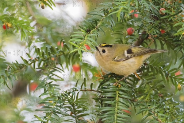 A winter golden chicken (Regulus regulus) sits on the branch of a yew (Taxus baccata) surrounded by red berries, Hesse, Germany