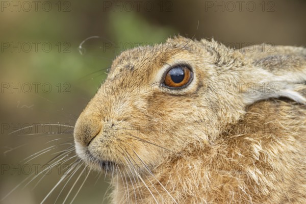 European brown hare (Lepus europaeus) adult animal head portrait, England, United Kingdom