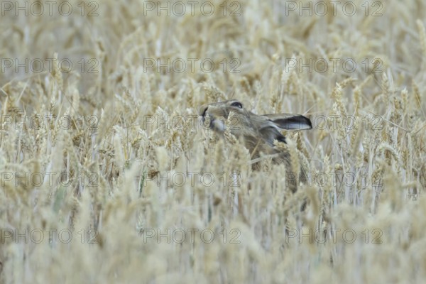 European brown hare (Lepus europaeus) adult animal eating a wheat plant sheath in a farmland field in summer, England, United Kingdom