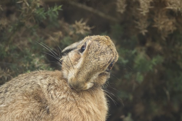 European brown hare (Lepus europaeus) adult animal washing itself, England, United Kingdom