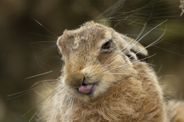 European brown hare (Lepus europaeus) adult animal showing humour or funny behaviour sticking its tongue out, England, United Kingdom