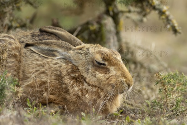 European brown hare (Lepus europaeus) adult animal sleeping, England, United Kingdom