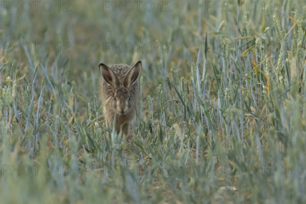European brown hare (Lepus europaeus) adult animal running in a farmland wheat crop field in summer, England, United Kingdom