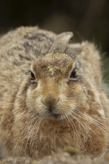 European brown hare (Lepus europaeus) adult animal resting, England, United Kingdom